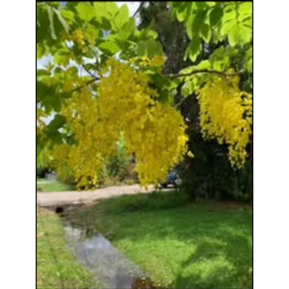 AMALTAS CASSIA FISTULA PODS GOLDEN SHOWER‎ TREE PODS CANAFISTULA 100g
